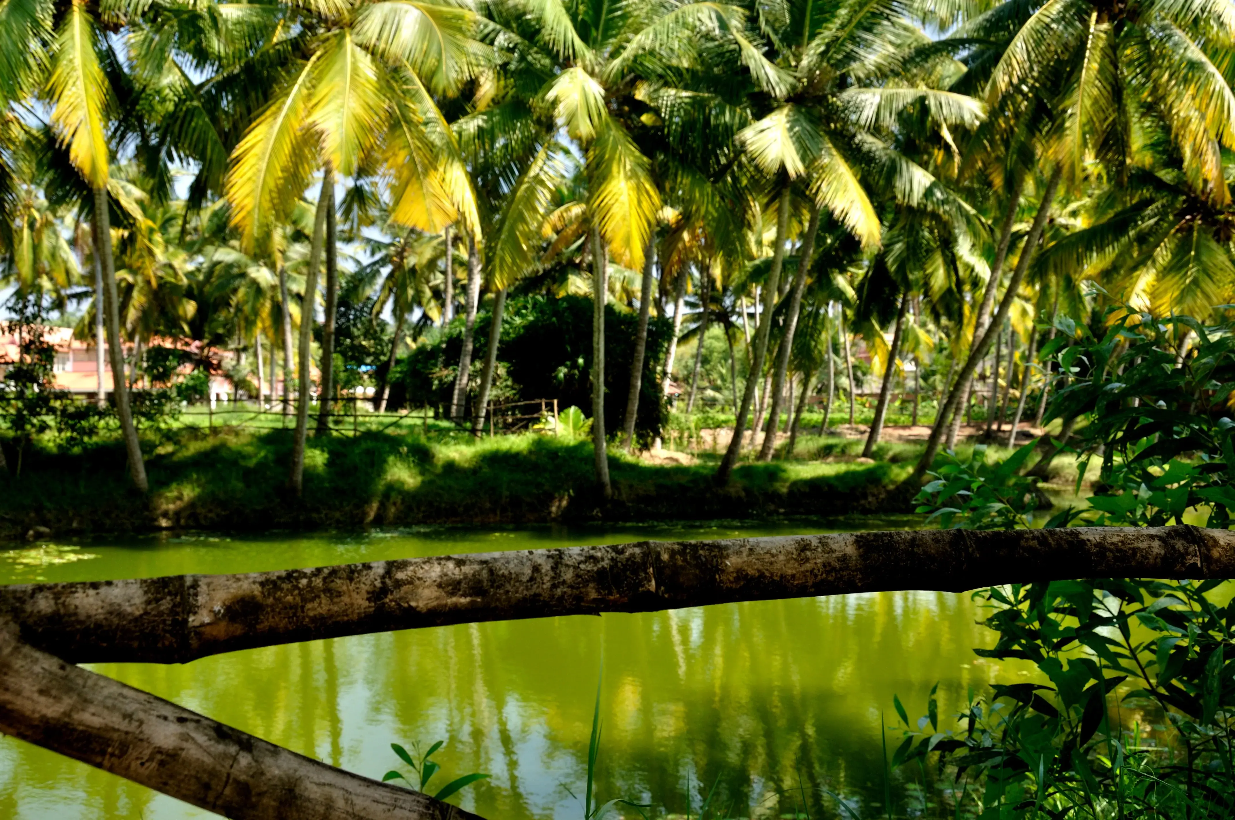 Classic Kerela Honeymoon