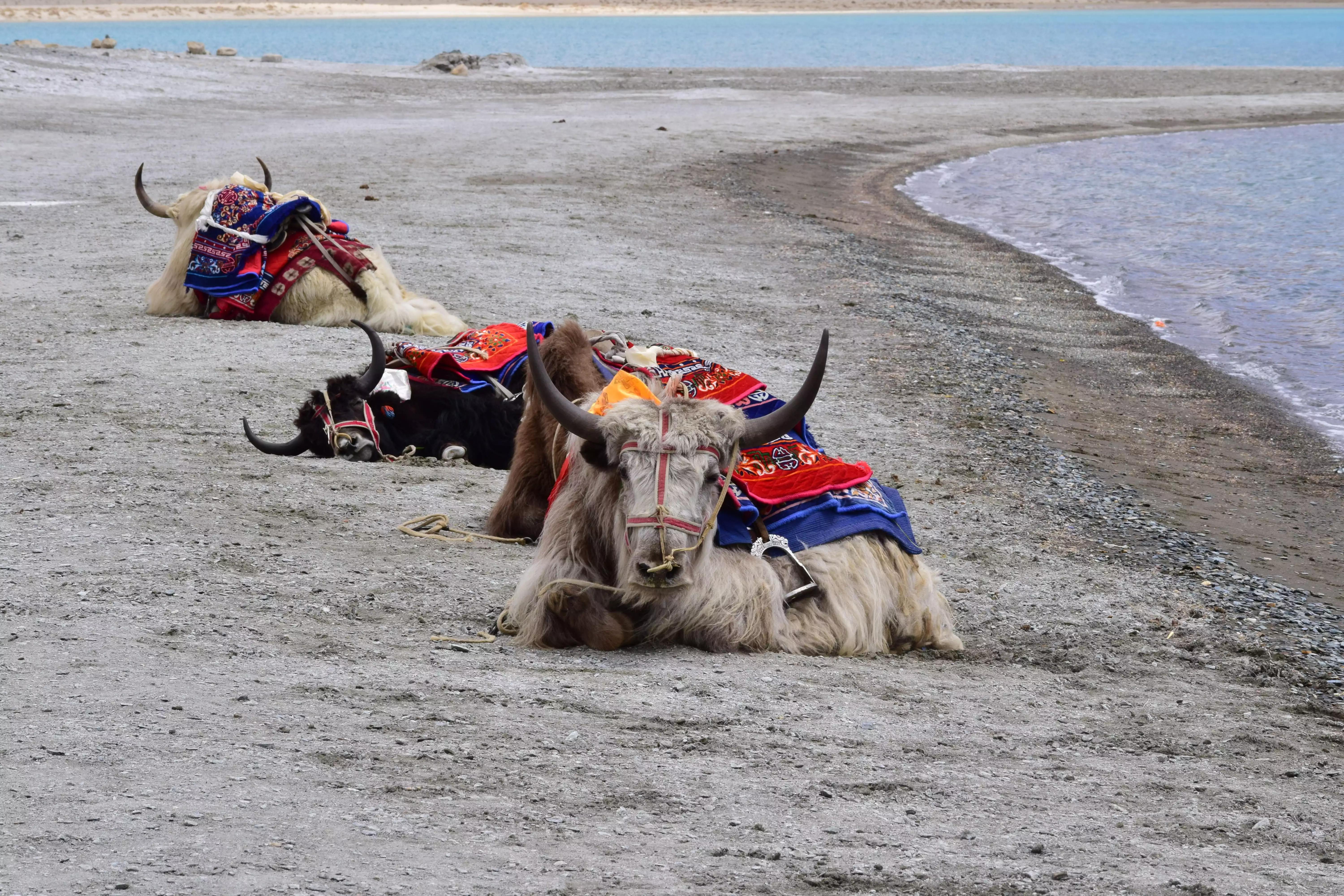 Honeymoon Tour Nepal Pokhra Chitwan